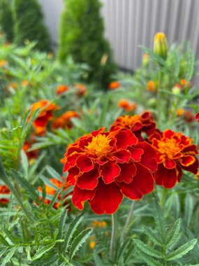 Ukrayna çiçekleri, kadife çiçekleri, sonbahar çiçekleri, Ukrayna 'nın ulusal sembolleri