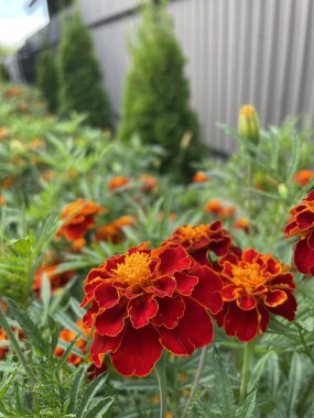 Ukrayna çiçekleri, kadife çiçekleri, sonbahar çiçekleri, Ukrayna 'nın ulusal sembolleri