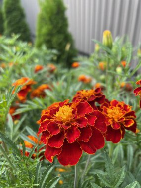 Ukrayna çiçekleri, kadife çiçekleri, sonbahar çiçekleri, Ukrayna 'nın ulusal sembolleri