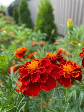 Ukrayna çiçekleri, kadife çiçekleri, sonbahar çiçekleri, Ukrayna 'nın ulusal sembolleri