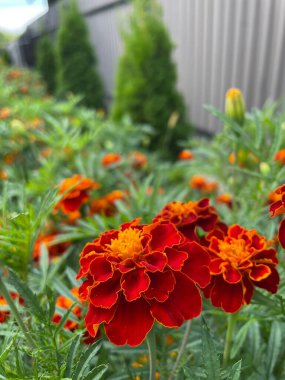 Ukrayna çiçekleri, kadife çiçekleri, sonbahar çiçekleri, Ukrayna 'nın ulusal sembolleri