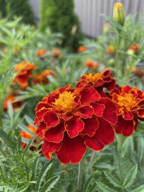 Ukrayna çiçekleri, kadife çiçekleri, sonbahar çiçekleri, Ukrayna 'nın ulusal sembolleri