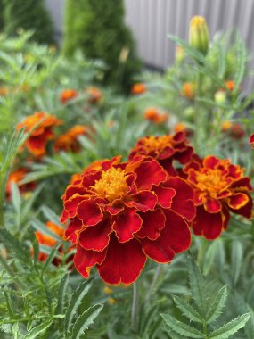 Ukrayna çiçekleri, kadife çiçekleri, sonbahar çiçekleri, Ukrayna 'nın ulusal sembolleri