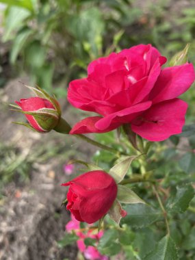 Bahçede güzel pembe güller, yeşil