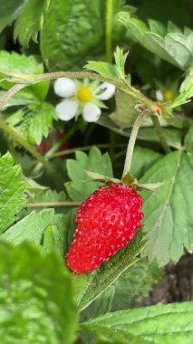 Ukrayna 'nın lezzetli tatlı orman çileği