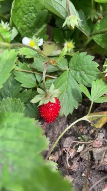 Ukrayna 'nın lezzetli tatlı orman çileği