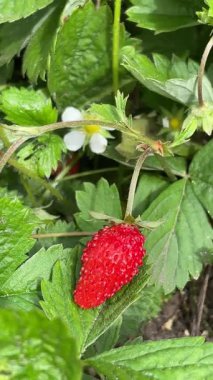 Ukrayna 'nın lezzetli tatlı orman çileği