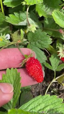 Ukrayna 'nın lezzetli tatlı orman çileği