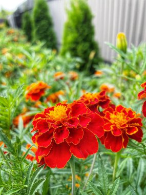 Ukrayna çiçekleri, kadife çiçekleri, sonbahar çiçekleri, Ukrayna 'nın ulusal sembolleri