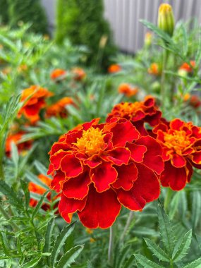 Ukrayna çiçekleri, kadife çiçekleri, sonbahar çiçekleri, Ukrayna 'nın ulusal sembolleri