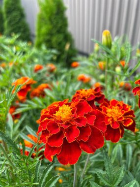 Ukrayna çiçekleri, kadife çiçekleri, sonbahar çiçekleri, Ukrayna 'nın ulusal sembolleri