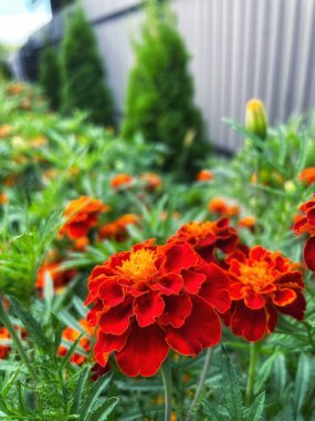 Ukrayna çiçekleri, kadife çiçekleri, sonbahar çiçekleri, Ukrayna 'nın ulusal sembolleri