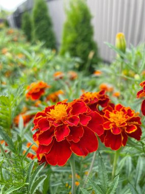 Ukrayna çiçekleri, kadife çiçekleri, sonbahar çiçekleri, Ukrayna 'nın ulusal sembolleri