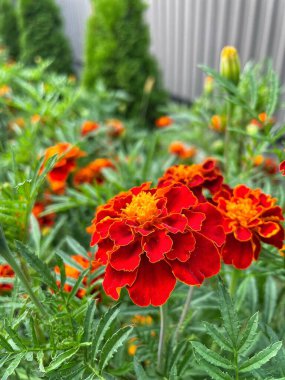 Ukrayna çiçekleri, kadife çiçekleri, sonbahar çiçekleri, Ukrayna 'nın ulusal sembolleri