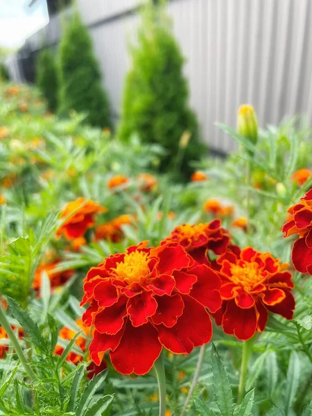 Ukrayna çiçekleri, kadife çiçekleri, sonbahar çiçekleri, Ukrayna 'nın ulusal sembolleri