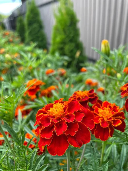 Ukrayna çiçekleri, kadife çiçekleri, sonbahar çiçekleri, Ukrayna 'nın ulusal sembolleri