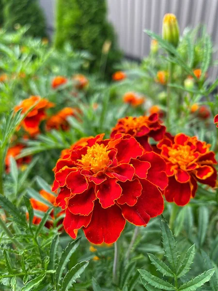 Ukrayna çiçekleri, kadife çiçekleri, sonbahar çiçekleri, Ukrayna 'nın ulusal sembolleri