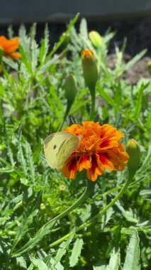 Bahçedeki turuncu kelebek