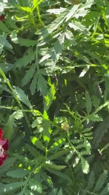 Bahçedeki güzel çiçekler