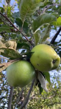 Ağaçta olgun elmalar.