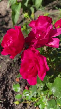 Bahçede kırmızı gül