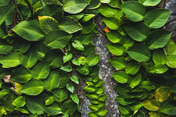 Parede Pedra Coberta Com Plantas Verdes Tropicais — Fotografia de Stock