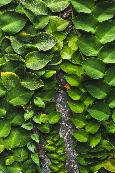 覆盖着热带绿色植物的石墙 — 图库照片