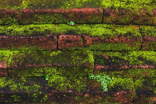 Ziegelsteinmauer Mit Moos Bedeckt — Stockfoto
