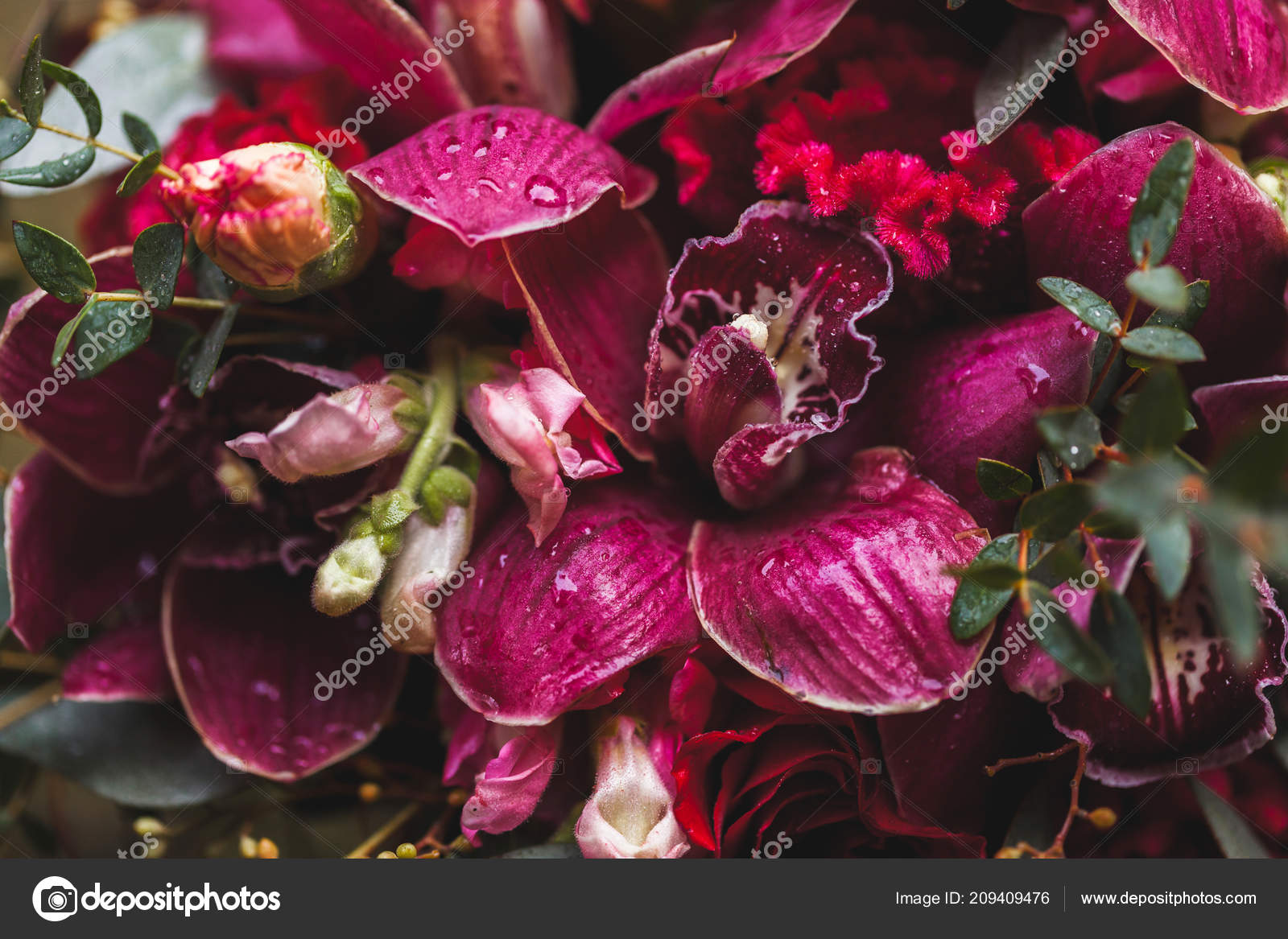 Fotos de Orquideas vermelha, Imagens de Orquideas vermelha sem royalties |  Depositphotos