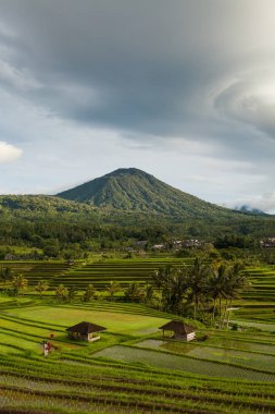 Jatiluwih Bali pirinç terasları görünümü sabah
