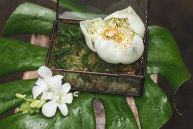 Alyans içinde büyük beyaz lotus çiçeği