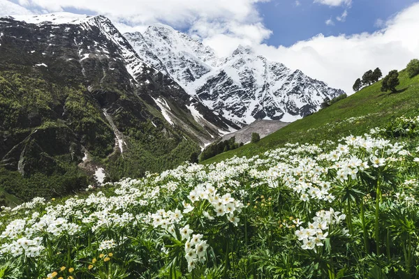 Vista Panorâmica Picos Alta Montanha Com Flores Primeiro Plano Região — Fotografia de Stock