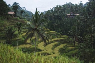 Tegalalang Ceking pirinç terasları Ubud, Bali