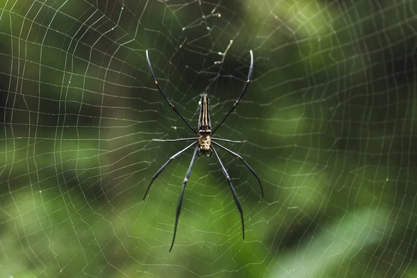 Aranha Tropical Enorme Teia Aranha — Fotografia de Stock