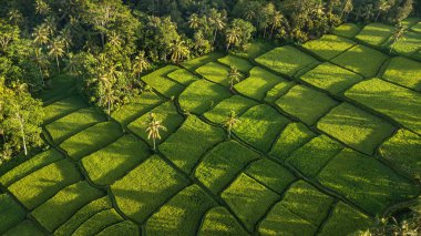 Güneşin doğuşunda Ubud 'da pirinç terasları Tepesi, Bali Endonezya, Tegallala