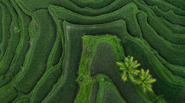 Vue aérienne des terrasses de riz de Tegallalang Bali — Photo