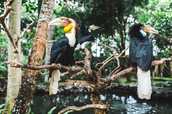 Three Wreathed Hornbill Birds Branch Bali Bird Park — Stock Photo, Image