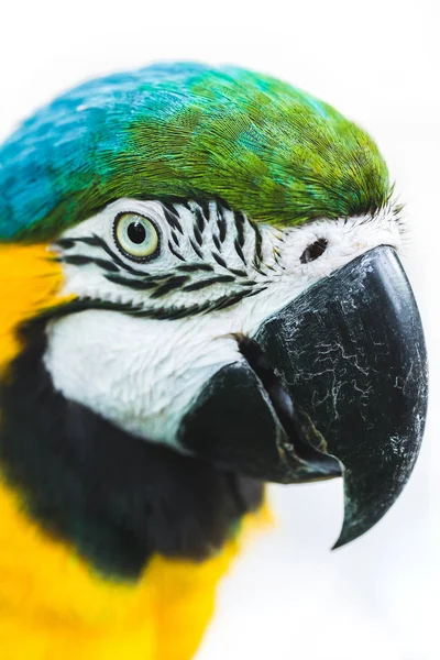 Portret Niebieskich Żółtych Ara Macaw Papuga Białym Tle Bliska — Zdjęcie stockowe