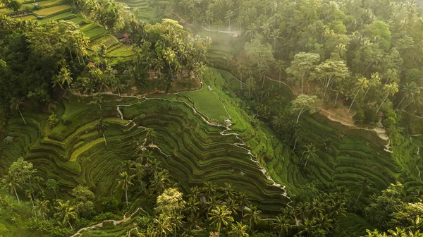 Terrasses Riz Tegallalang Bali Vue Aérienne Haut Matin — Photo