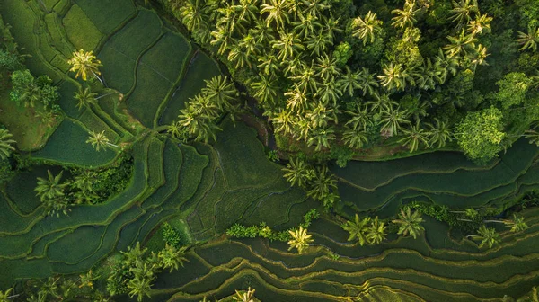 Svěží Zelená Rýžová Terasa Palmovými Stromy Deštnými Pralesy — Stock fotografie