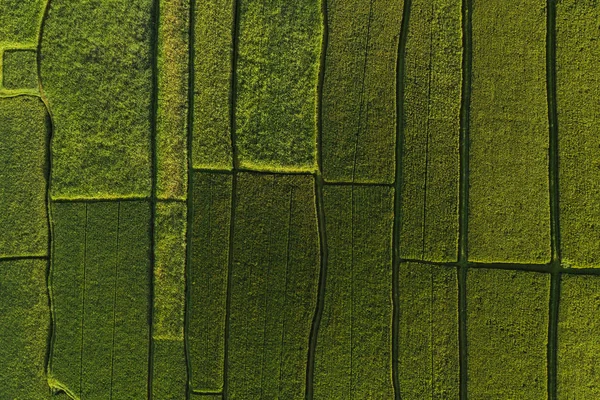 Mezőgazdasági Parcellák Absztrakt Geometriai Alakzatai Zöld Színben — Stock Fotó