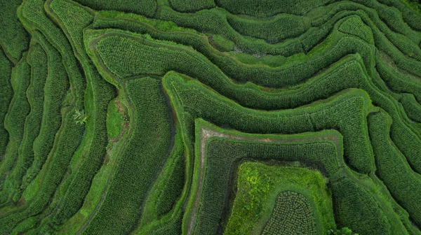 Aerial View Tegallalang Bali Rice Terraces Abstract Geometric Shapes Agricultural — Stock Photo, Image