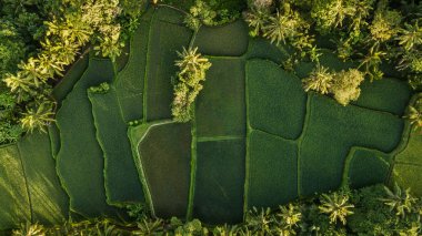 Nature background in green color. Aerial view of green rice terraces in Bali, Ubud. Abstract geometric shape and palm tree clipart
