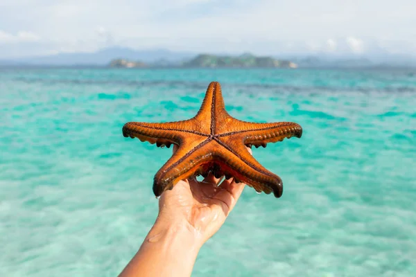 Žena Držící Rudou Hvězdici Cestovní Rekreační Koncept Pozadí Tropických Ostrovů — Stock fotografie