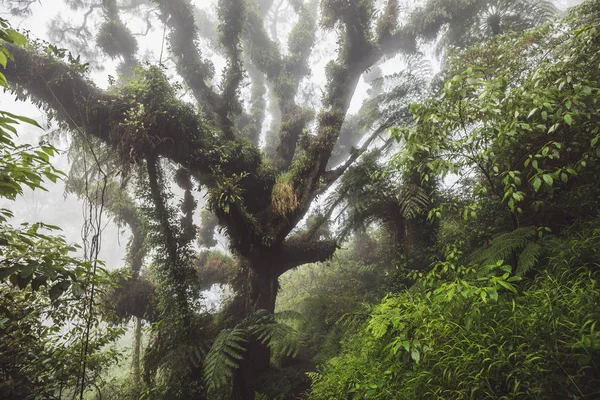 Forêt Mystique Grand Vieil Arbre Couvert Fougères Parasites Végétaux Dans — Photo