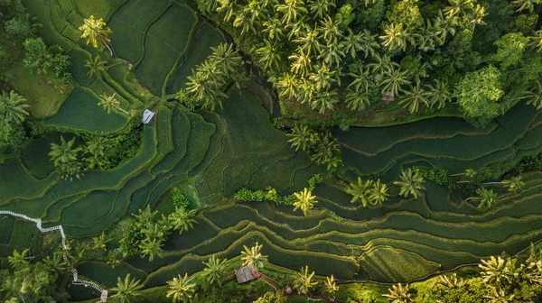 Buja Zöld Rizs Terasz Mező Pálmafákkal Esőerdők Trópusi Dzsungel Ültetvény — Stock Fotó