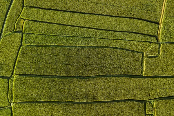 Abstract Geometric Shapes Agricultural Parcels Green Color — Stock Photo, Image