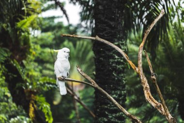 Beyaz sarı ibikli papağan (Cacatua sulphurea) oturuyor