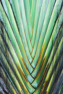 Palmiye Ağacı Yeşil Tropikal yaprakların doku. Bitki arka planı