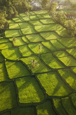 Güneşin doğuşunda Ubud 'da pirinç terasları Tepesi, Bali Endonezya, Tegallala